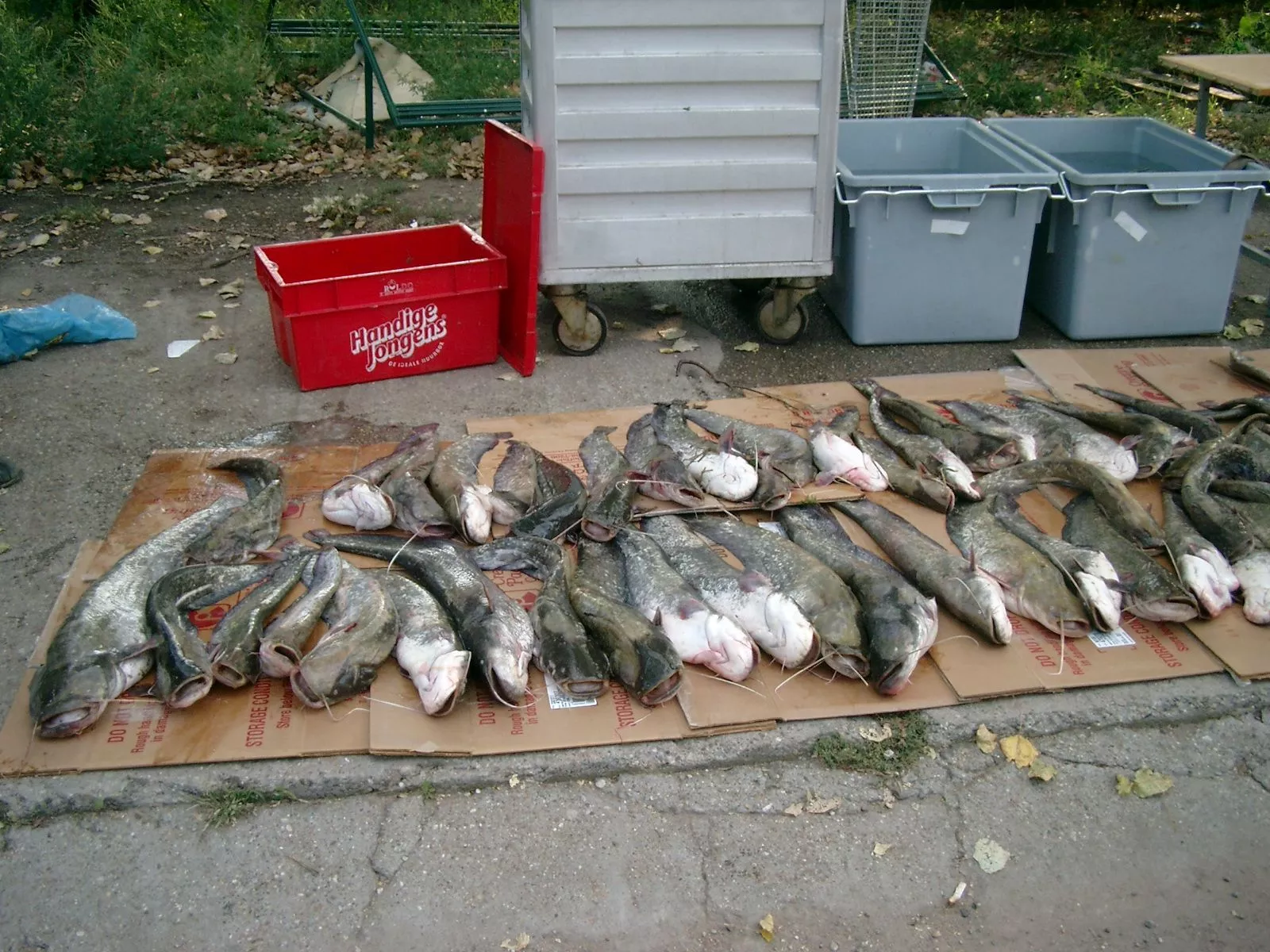 200 kg catfish one day fishing
