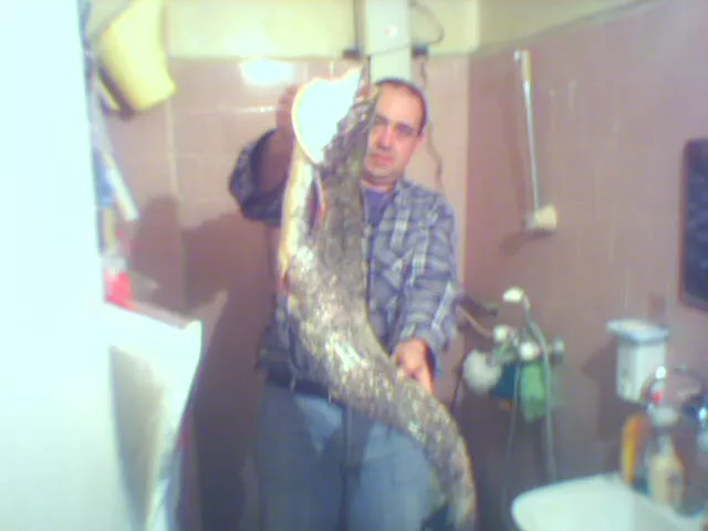 Bulgarian catfish